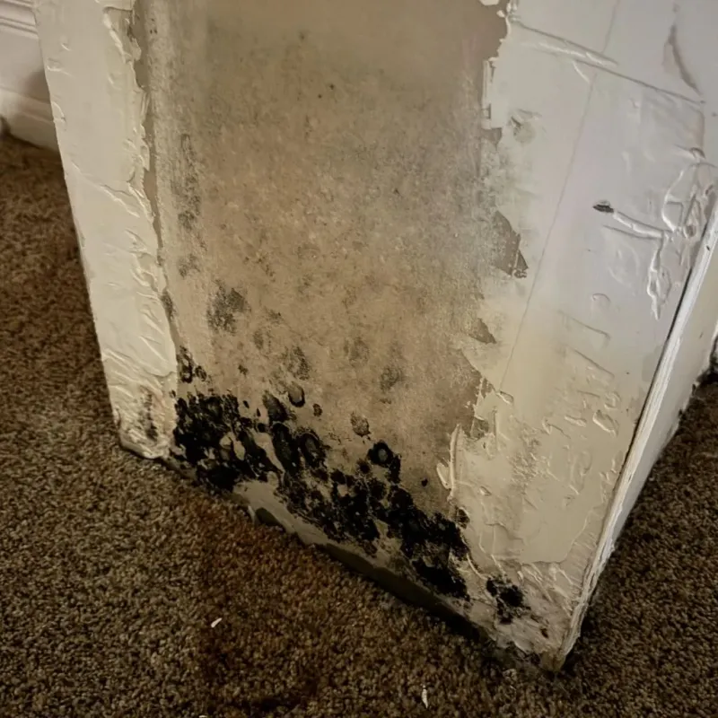 Professional Mold Removal in West Hazleton, PA